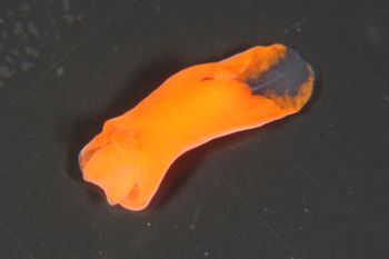 Media type: image;   Malacology 385571